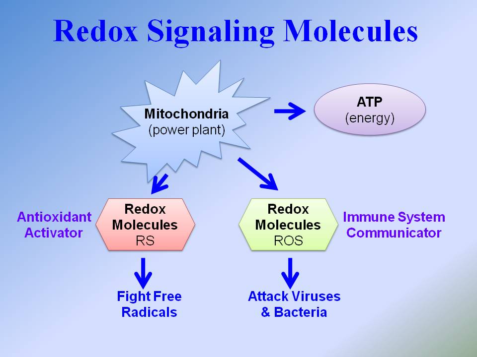 What Are Redox Signaling Molecules? 