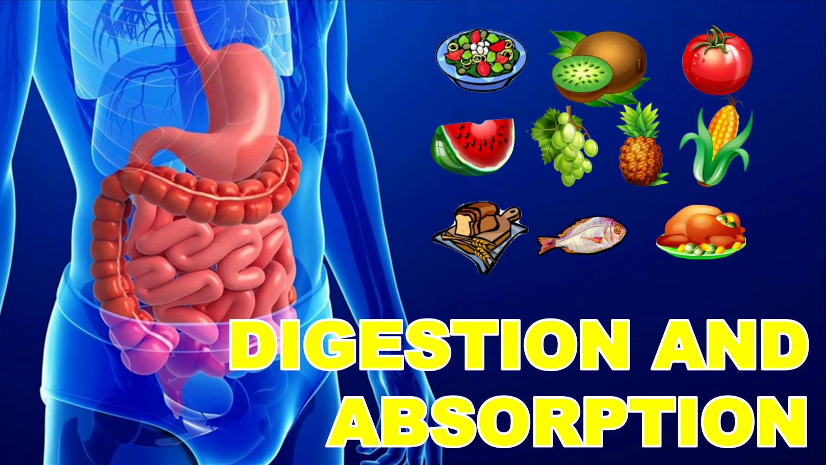 Digestion and absorption